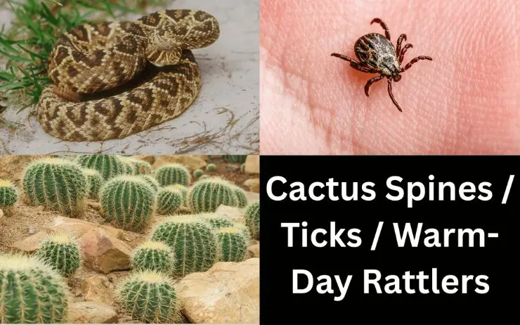 Cactus spines, ticks, and rattlesnakes—warm-day hazards on Pasadena dog trails; keep dogs leashed and do quick checks.