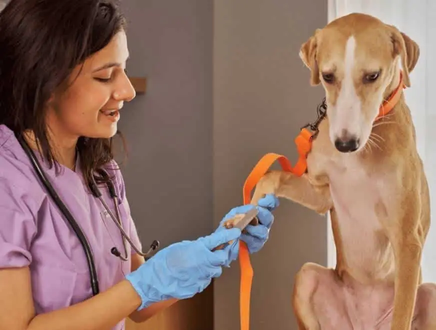 Groomer gently filing a dog’s nails at K9 Klipping in Pasadena