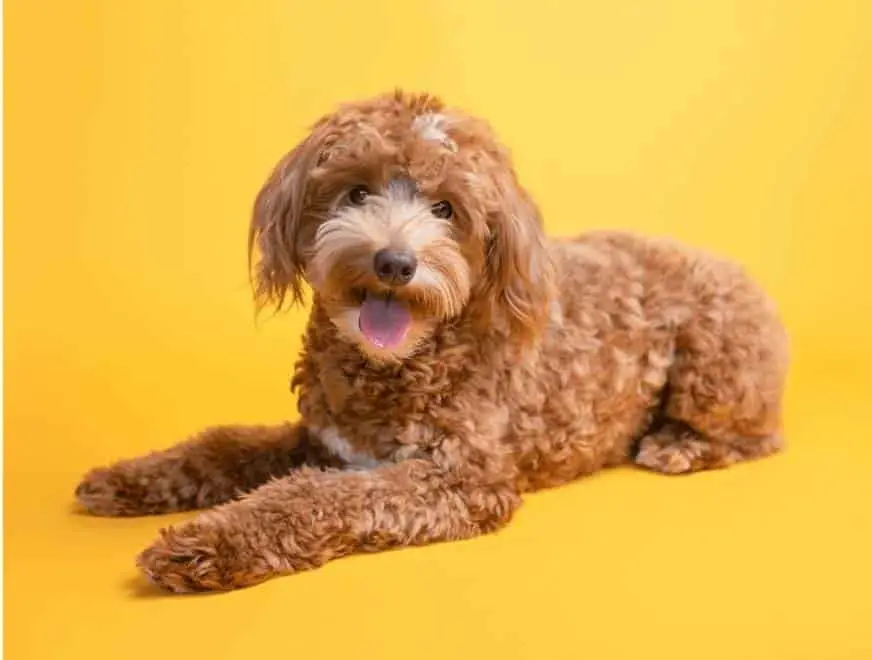 Smiling doodle on yellow backdrop with plush teddy coat
