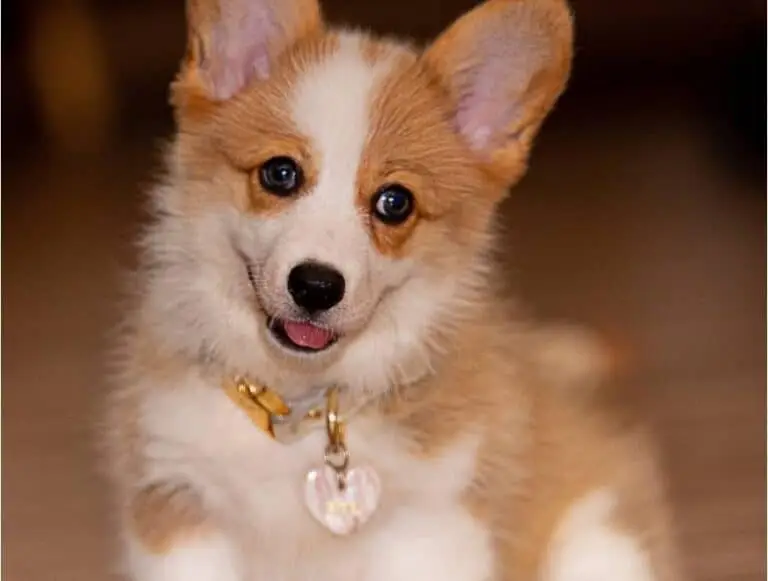 Corgi puppy indoors with big ears and heart tag, tongue out