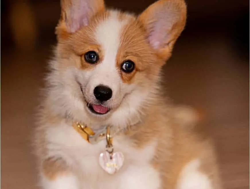 Corgi puppy indoors with big ears and heart tag, tongue out