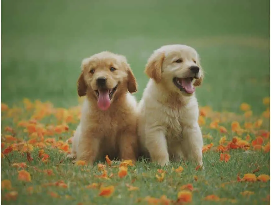 Two happy golden puppies sitting on grass with orange flowers