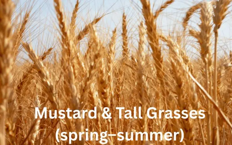 Mustard and tall grasses in summer—common on Pasadena dog trails; seeds can irritate eyes and tangle face fur.