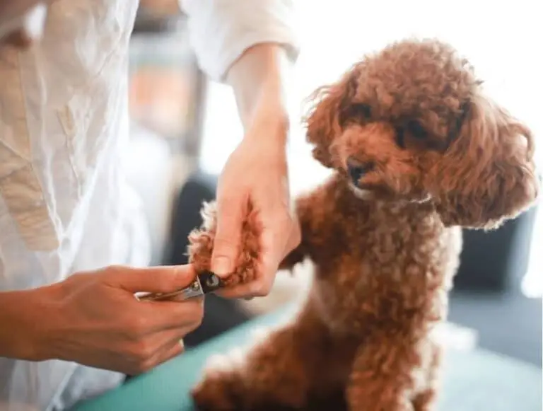 Pet parent carefully trimming a dog’s nails with clippers, close-up of front paw