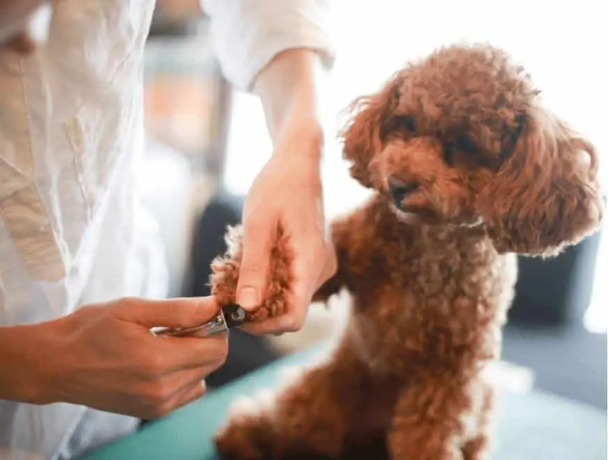 Pet parent carefully trimming a dog’s nails with clippers, close-up of front paw
