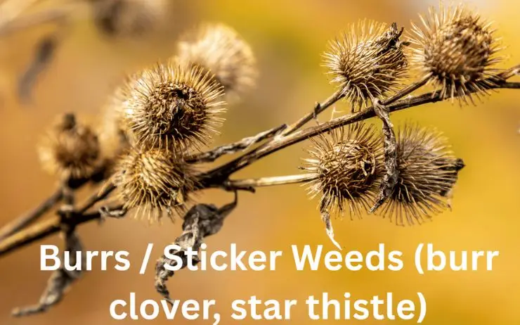 Burrs on a dry weed stem—common on Pasadena dog trails; stickers cling to dogs’ coats, paws, and ear fringe.