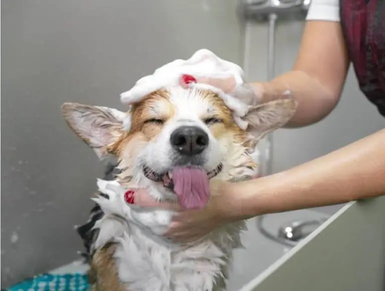 Groomer bathing a corgi, rinsing shampoo in a professional tub