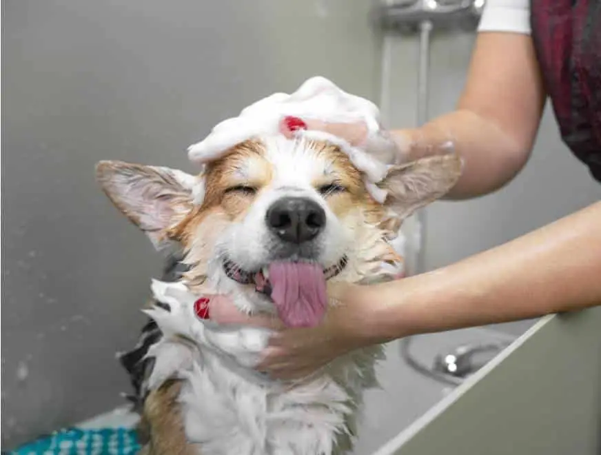 Groomer bathing a corgi, rinsing shampoo in a professional tub
