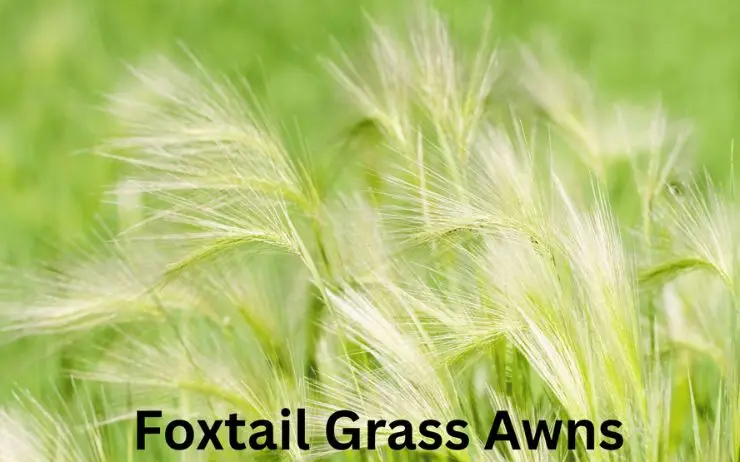 Foxtail grass awns close-up—common on Pasadena dog trails; seeds can lodge in dogs’ paws and ears.
