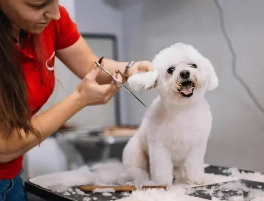 Groomer scissoring a mini poodle’s face and ears for a tidy haircut