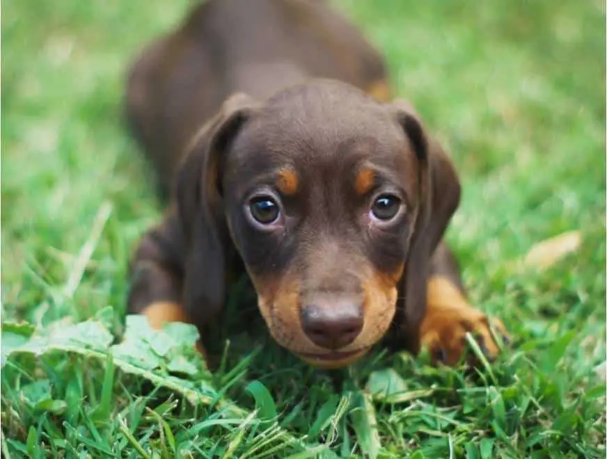 Chocolate dachshund puppy lying on grass, close-up of eyes and face
