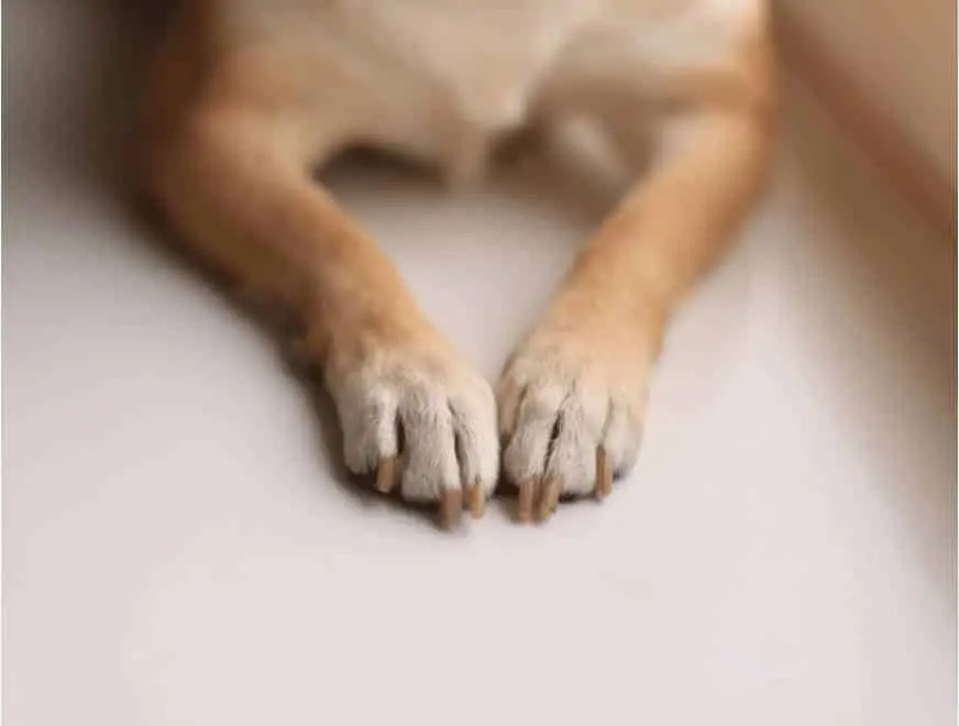 Dog lying down with both front paws extended, nails visible before trim