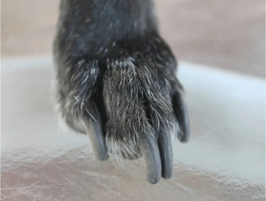 Close-up of overgrown dog nails before trimming