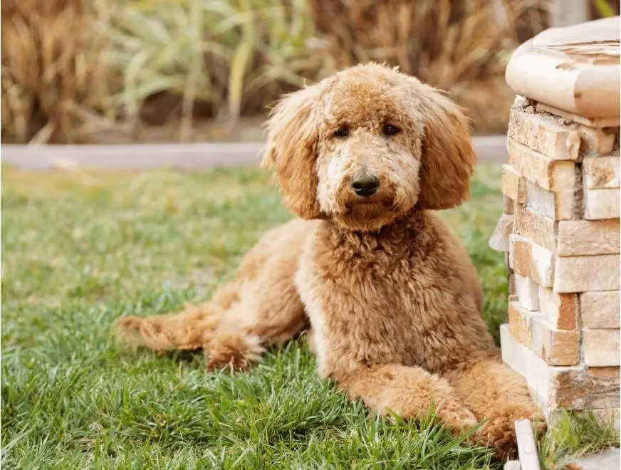 Doodle resting on lawn before grooming in Pasadena, medium curly coat