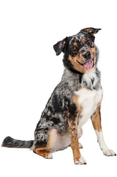 Merle dog sitting with head tilted and tongue out on white background—ready for grooming at K9 Klipping Pasadena.