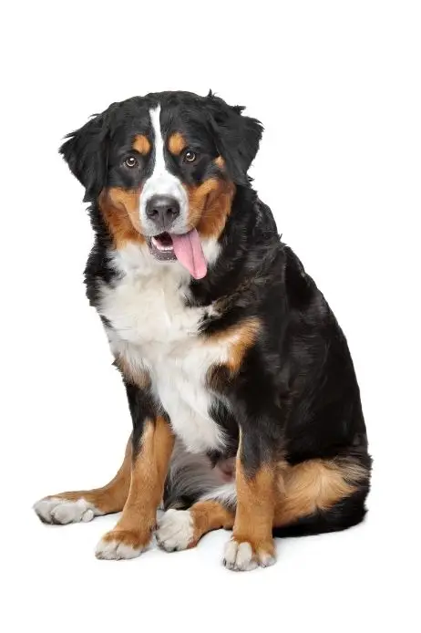 Big tricolor dog sitting with tongue out on white background, ready for grooming at K9 Klipping Pasadena.