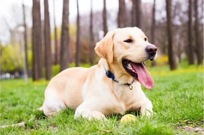 Happy Yellow Lab resting on grass with a tennis ball in a Pasadena park.