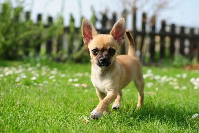 Chihuahua puppy trotting on grass in a sunny Pasadena yard.