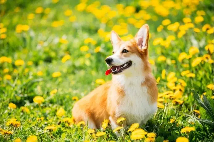 Smiling corgi in a field of yellow flowers at a Pasadena park.