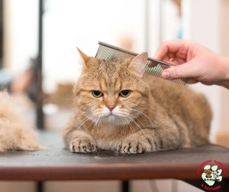 Cat being gently combed during a de-shed at K9 Klipping in Pasadena.
