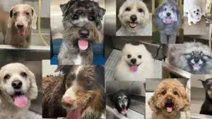 collage of happy dogs being groomed at K9 Klipping Pasadena