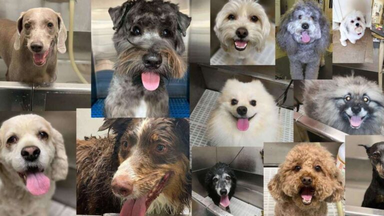 collage of happy dogs being groomed at K9 Klipping Pasadena
