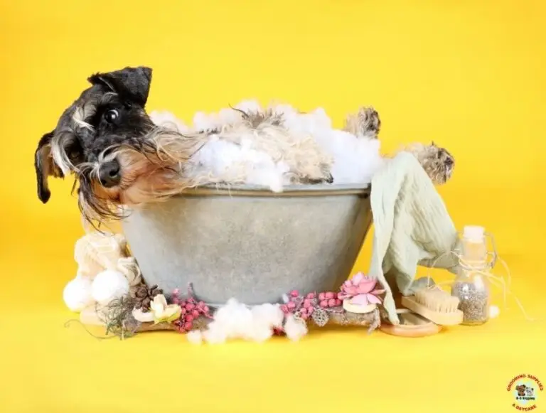 Small dog relaxing in a metal tub filled with bubbles during a grooming bath at K9 Klipping in Pasadena.