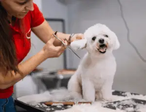 Groomer scissoring a mini poodle’s face and ears for a tidy dog grooming haircut