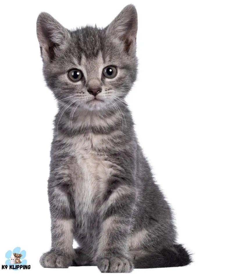 Gray tabby kitten sitting on a white background for K9 Klipping cat grooming near me services