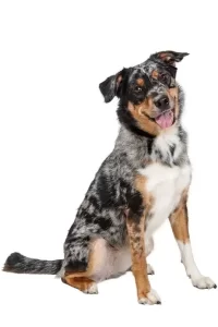 Merle dog sitting with head tilted and tongue out on white background—ready for grooming at K9 Klipping Pasadena.